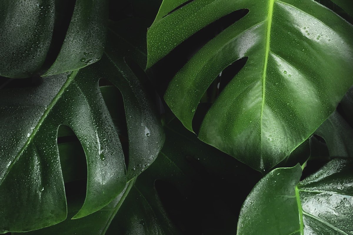 7 Nearly Unkillable Indoor Plants for Beginners